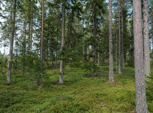 Skogsfastighet i Istermyrliden, Skellefteå