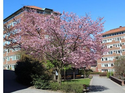 Hyr ett 1-rums lägenhet på 28 m² i Göteborg