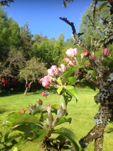 2 rums lägenhet i Brastad